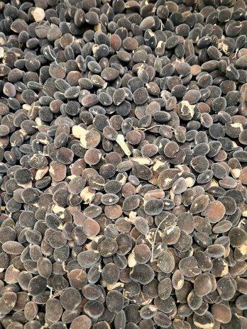 atitoè/ solom/ chat noir/ amougin