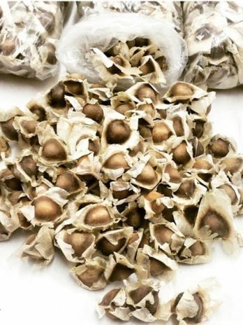 Graines de moringua 30G