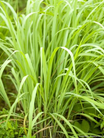 CITRONNELLE SÉCHÉ 50g