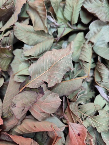 feuilles de goyavier 20g